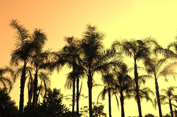Silueta palmier pe paradis apus de soare pe plajă — Fotografie, imagine de stoc
