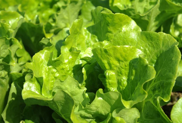 Lettuce growing in the soil — Stock Photo, Image