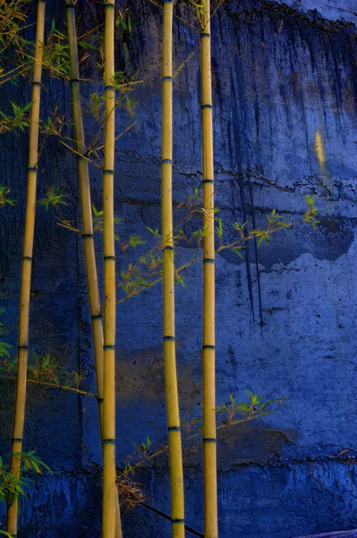 Bamboo on the background wall — Stock Photo, Image