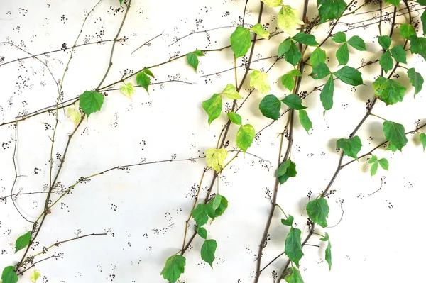 하얀 배경에 따로 떨어져 있는 백색광의 잎 — 스톡 사진