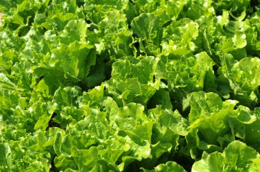 Lettuce plant in field clipart