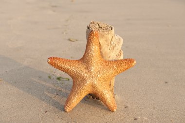 Deniz yıldızı resif sahil üzerinde