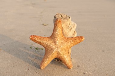 Starfish on reef seacoast clipart