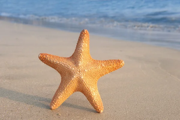 Seastar zittend op strand — Stockfoto