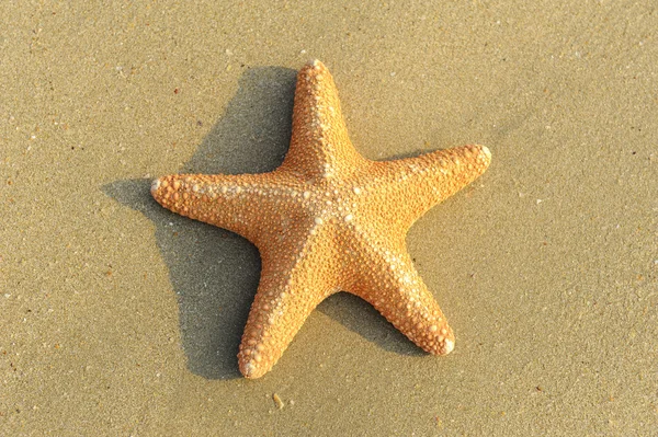 Морские звезды на рифе — стоковое фото