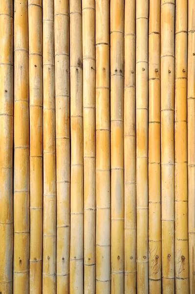 Heller goldener Bambus — Stockfoto