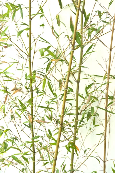 La silueta de las ramas del bambú —  Fotos de Stock