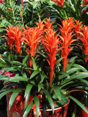 Many beautiful guzmania magnifica flower clipart