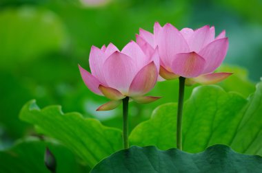 Lotus flower clipart