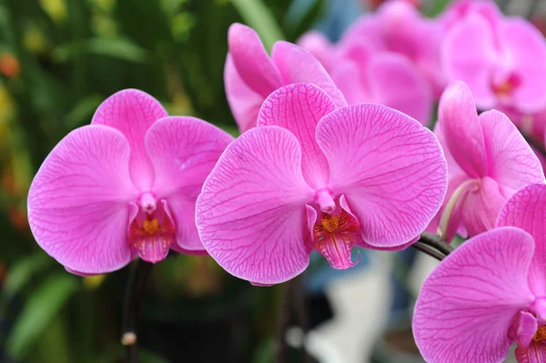 Vacker rosa orkidé blomma — Stockfoto