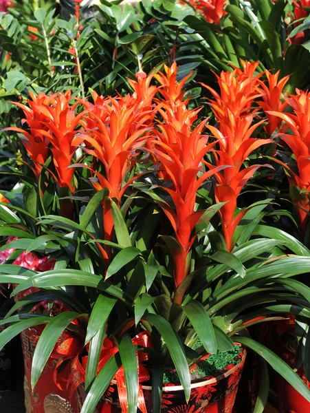 Багато красивих квітів малагасійської величі — стокове фото