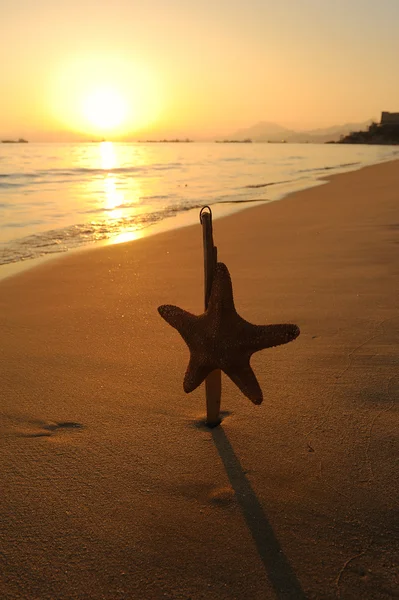 坐在海滩上的海星 — 图库照片