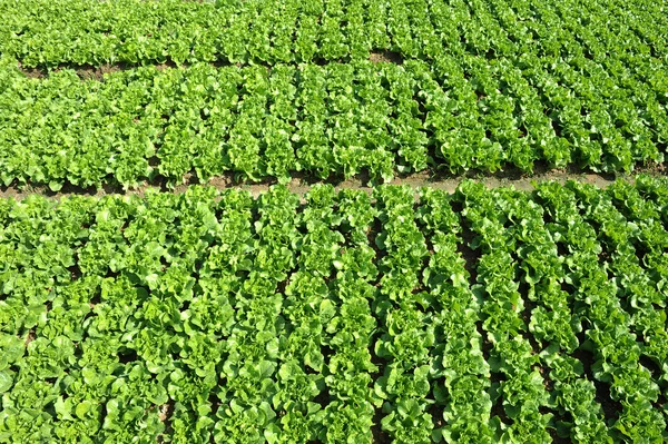 土壌で栽培されたレタスは — ストック写真