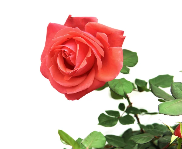 Macro fiore di rosa — Foto Stock
