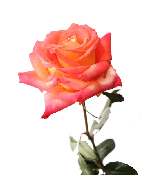 Macro fiore di rosa — Foto Stock