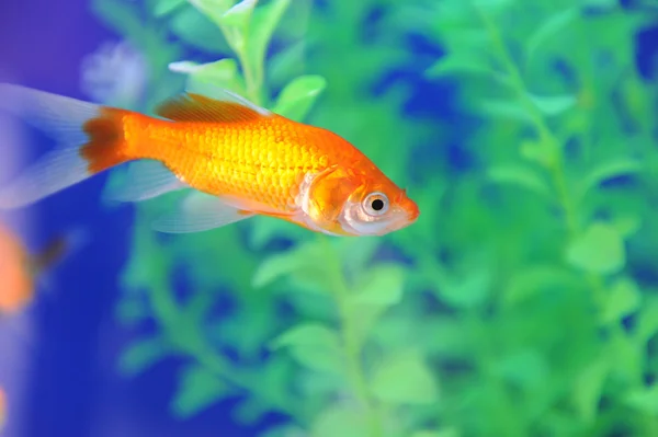 Peixe tropical em um aquário com água — Fotografia de Stock