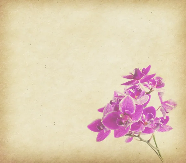 Vintage sfondo carta da parati con orchidea — Foto Stock
