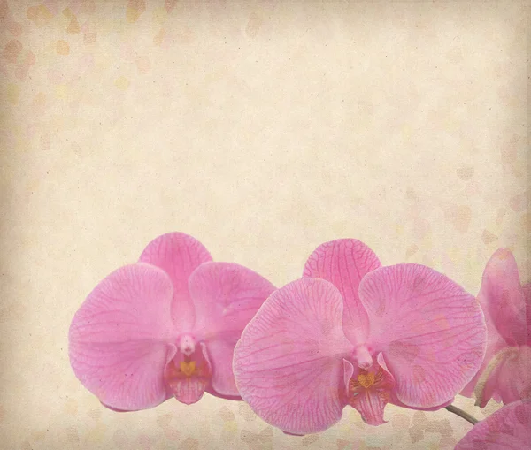 Vintage tapet bakgrund med orkidé — Stockfoto