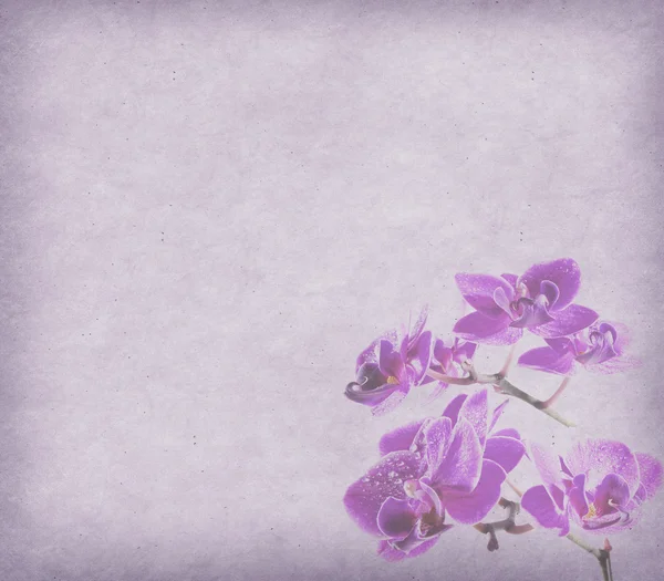 Tapeta tło z orchidei — Zdjęcie stockowe