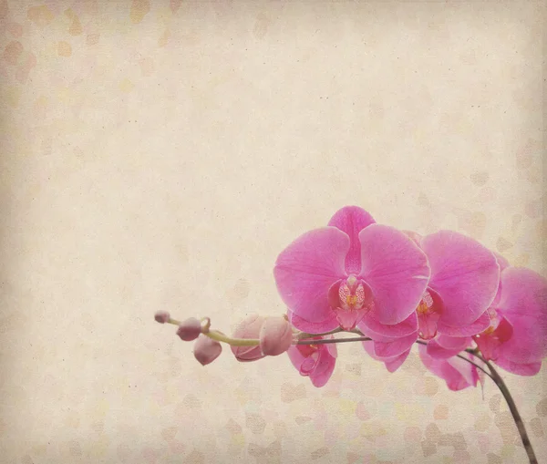 Fondo de pantalla vintage con orquídea —  Fotos de Stock