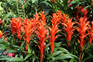 Many beautiful guzmania magnifica flower clipart