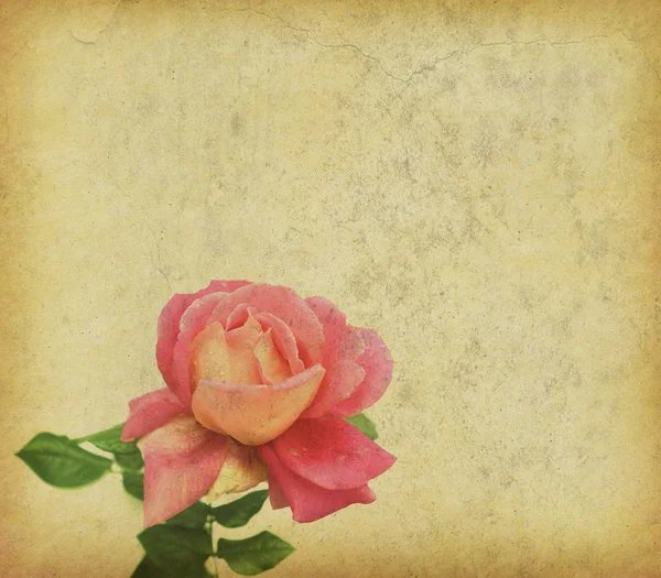Дизайн роз в стиле гранж и ретро — стоковое фото