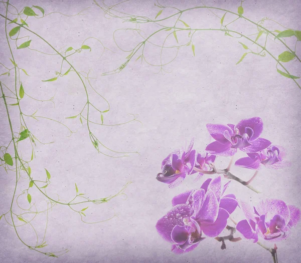 Vintage Tapete Hintergrund mit Orchidee — Stockfoto