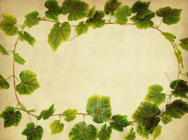 Green ivy on old grunge antique paper texture — Stock Photo, Image