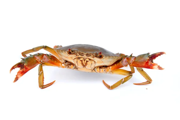 新鲜生蟹 — 图库照片