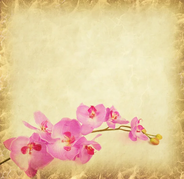 Achtergrond van het papier met paarse orchid — Stockfoto
