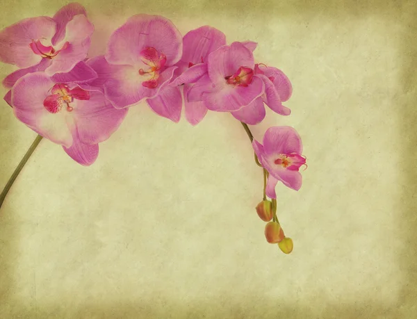 Papper bakgrund med lila orkidé — Stockfoto