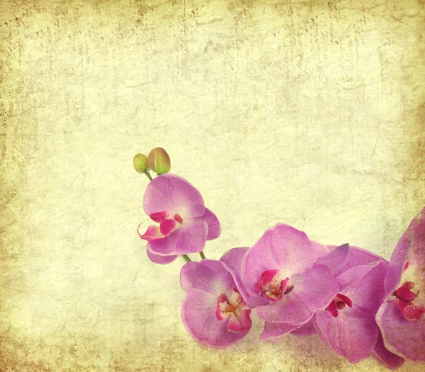 Paper background with purple orchid — Stock Photo, Image