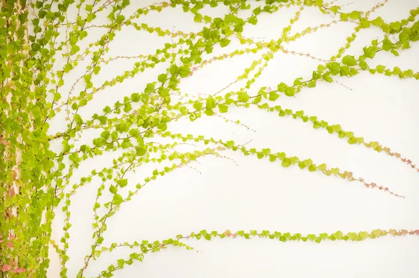 Foglie di edera isolate su uno sfondo bianco — Foto Stock