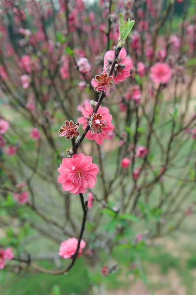 Pfirsichblütenblume — Stockfoto