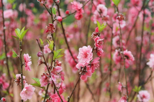 Peach blossom flower — Stock Photo, Image