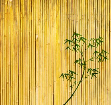 Çin bambu ağaçlarının tasarım el yapımı kağıt dokusu ile