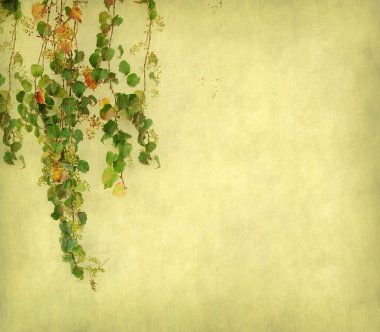 Green ivy on old grunge antique paper texture clipart