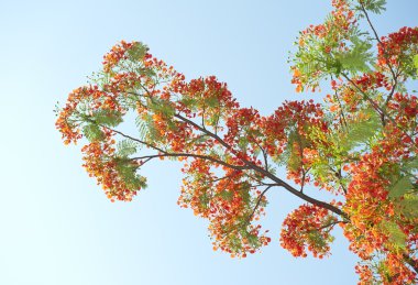 Tavus kuşu çiçek poinciana ağaç üzerinde