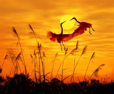 Gün batımında gökyüzü arka planında uçan bir kuşla güneş ışığına doğru koşar.