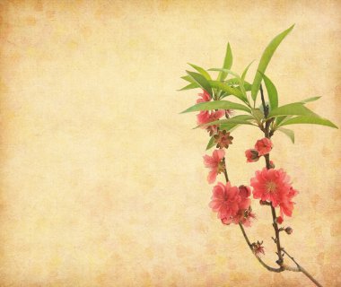 Plum blossom on old antique vintage paper background clipart