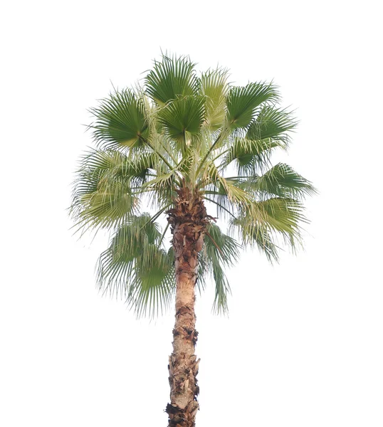 Palma verde — Foto Stock