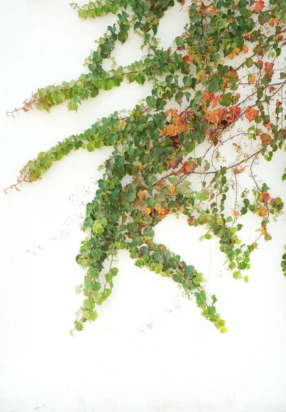 Φύλλα κισσού απομονωμένα σε λευκό φόντο — Φωτογραφία Αρχείου