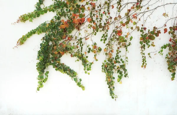 Borostyán levelek elszigetelt fehér alapon — Stock Fotó