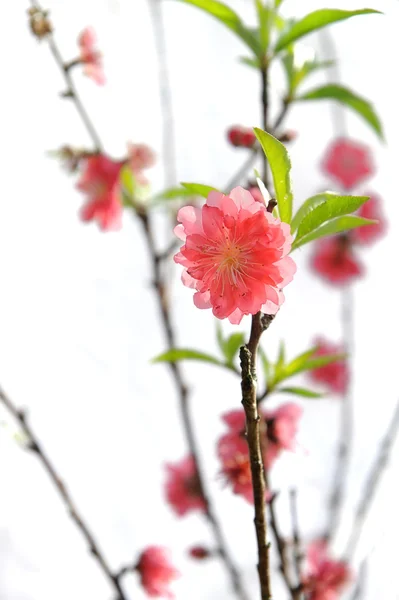 樱花花 — 图库照片