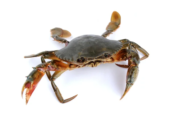 Crabe cru frais — Photo