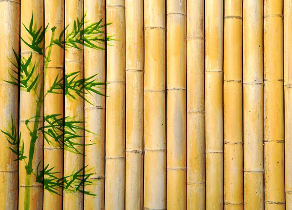 Projeto de bambu chinês árvores com textura — Fotografia de Stock
