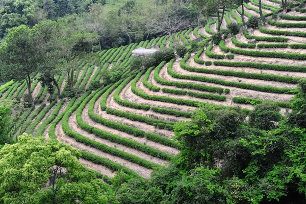 Giardino del tè verde collina — Foto Stock