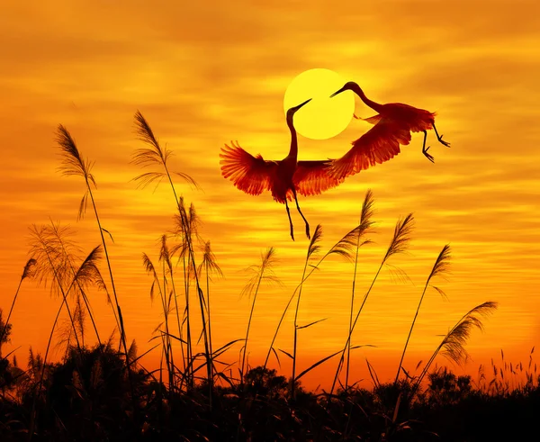 Bulrushes against sunlight over sky background in sunset with a flighting bird — Stock Photo, Image