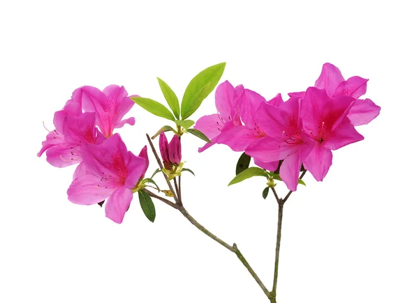 Mooie roze orchidee bloem — Stockfoto