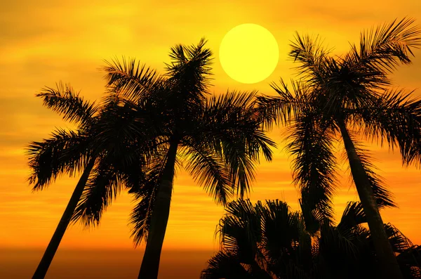 Παλάμη δέντρο σιλουέτα στο παραδεισένιο ηλιοβασίλεμα — Φωτογραφία Αρχείου